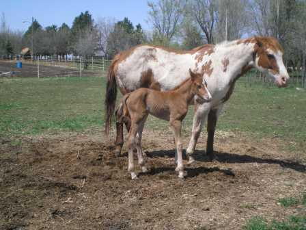 2008filly