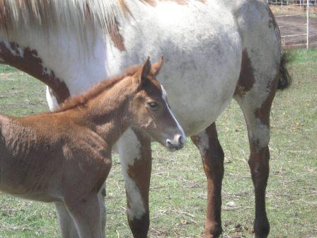 2008filly3