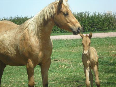 2008foal2