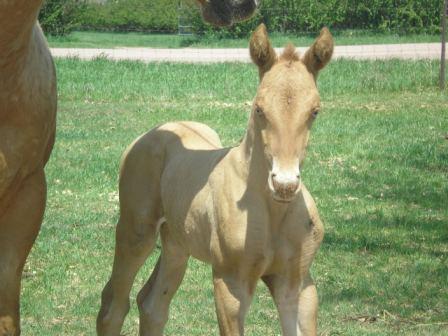 2008foal4