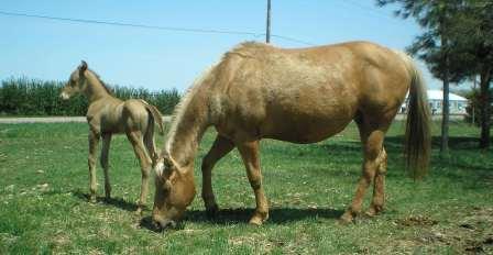 2008foal5