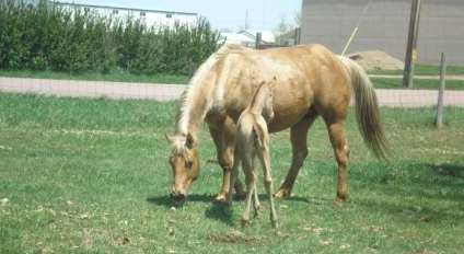 2008foals