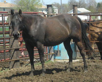 basicblackmare