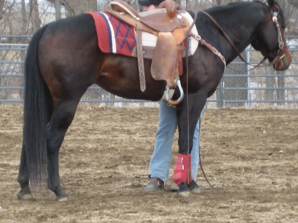 cjsaddle2
