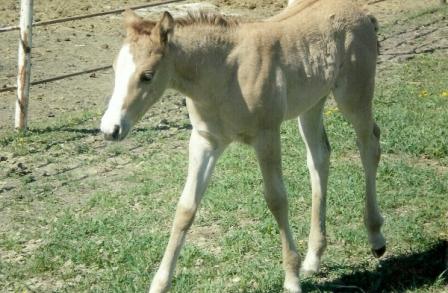 foalnewborn