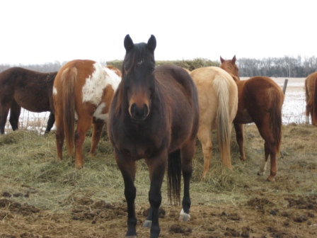mares