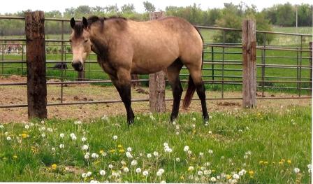 zoefoal